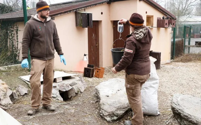 Vánoční tučňák už váží skoro dvě kila. Na návštěvníky zoo už vykukuje z podzemního doupěte