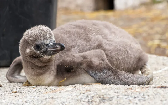 Vánoční tučňák už váží skoro dvě kila. Na návštěvníky zoo už vykukuje z podzemního doupěte