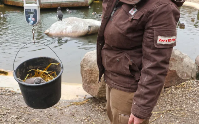 Vánoční tučňák už váží skoro dvě kila. Na návštěvníky zoo už vykukuje z podzemního doupěte