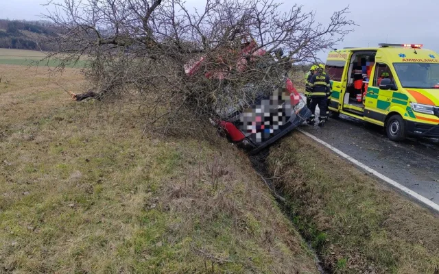 Několik kusů skotu zahynulo při nehodě nákladního automobilu. Jeho řidič za jízdy zkolaboval