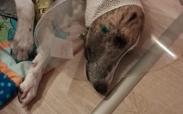 Volně pobíhající pes napadl čtrnáctiletou dívku a vážně potrhal jejího whippeta Luckyho