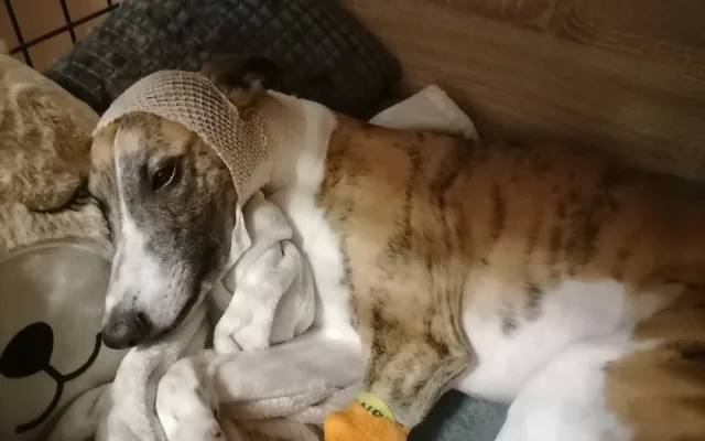 Volně pobíhající pes napadl čtrnáctiletou dívku a vážně potrhal jejího whippeta Luckyho