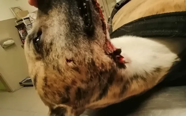 Volně pobíhající pes napadl čtrnáctiletou dívku a vážně potrhal jejího whippeta Luckyho
