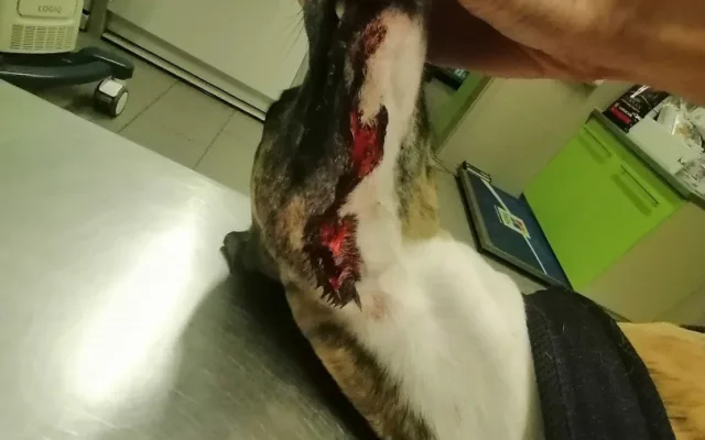 Volně pobíhající pes napadl čtrnáctiletou dívku a vážně potrhal jejího whippeta Luckyho