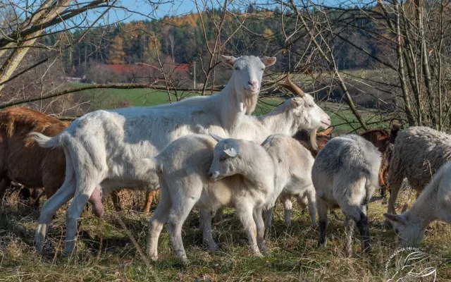 Sází stromy, budují tůně a pomáhají s udržením botanicky cenných lokalit, farmáři obdrželi zasloužené ocenění