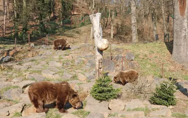 Ze zimního spánku se probrala trojice medvědů v plzeňské zoo. Dva z nich jsou slavní hrdinové z večerníčků