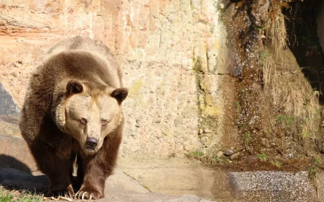 Ze zimního spánku se probrala trojice medvědů v plzeňské zoo. Dva z nich jsou slavní hrdinové z večerníčků