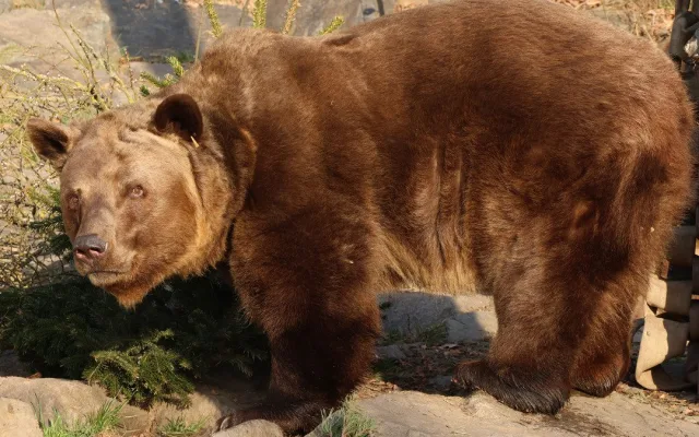 Ze zimního spánku se probrala trojice medvědů v plzeňské zoo. Dva z nich jsou slavní hrdinové z večerníčků