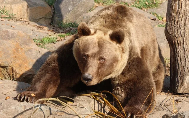 Ze zimního spánku se probrala trojice medvědů v plzeňské zoo. Dva z nich jsou slavní hrdinové z večerníčků