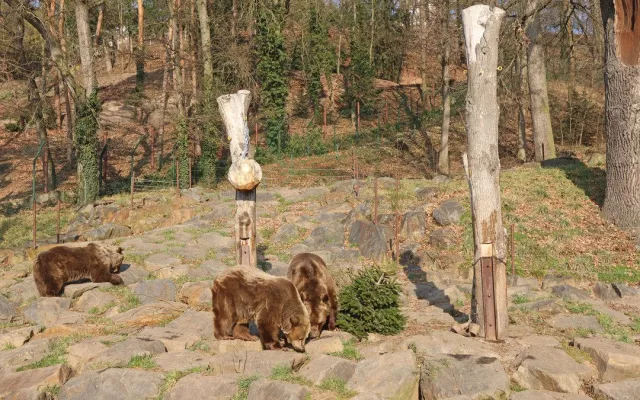 Ze zimního spánku se probrala trojice medvědů v plzeňské zoo. Dva z nich jsou slavní hrdinové z večerníčků