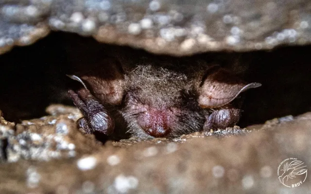 netopýr rodu Myotis
