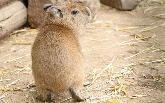 V zoo přišly na svět dvě rozkošné kapybary. V dospělosti mohou tito skvělí plavci vážit až 80 kg