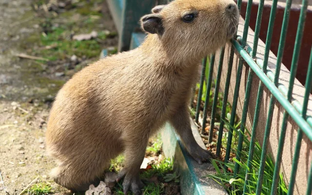 V zoo přišly na svět dvě rozkošné kapybary. V dospělosti mohou tito skvělí plavci vážit až 80 kg