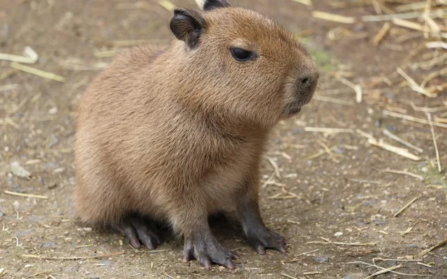 V zoo přišly na svět dvě rozkošné kapybary. V dospělosti mohou tito skvělí plavci vážit až 80 kg