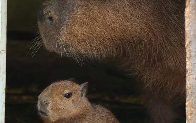 V zoo přišly na svět dvě rozkošné kapybary. V dospělosti mohou tito skvělí plavci vážit až 80 kg