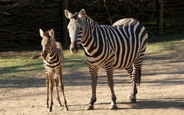 Hříbě vzácné zebry bezhřívé skotačí ve výběhu plzeňské zoo, jde o nejvzácnější poddruh zebry stepní