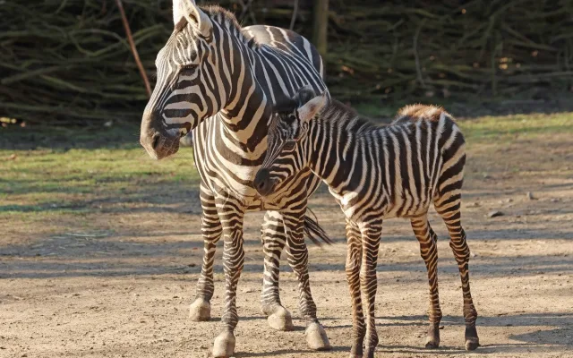 Hříbě vzácné zebry bezhřívé skotačí ve výběhu plzeňské zoo, jde o nejvzácnější poddruh zebry stepní