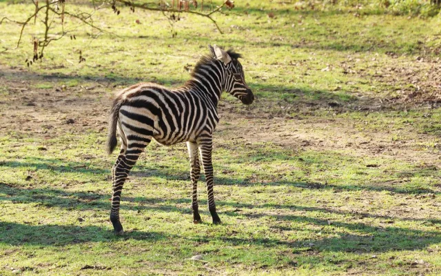 Hříbě vzácné zebry bezhřívé skotačí ve výběhu plzeňské zoo, jde o nejvzácnější poddruh zebry stepní
