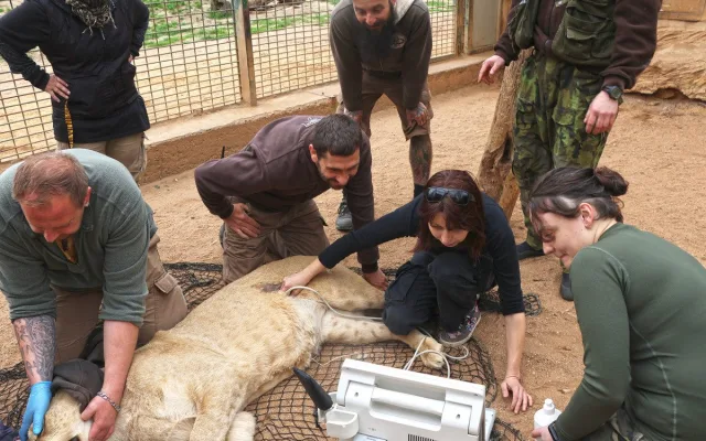 Tři sestry odjely do belgické zoo. Mladé lvice se tam zapojí do dalšího chovu