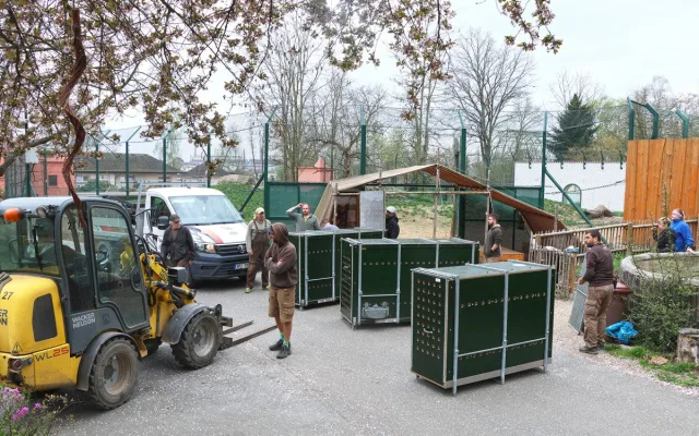 Tři sestry odjely do belgické zoo. Mladé lvice se tam zapojí do dalšího chovu
