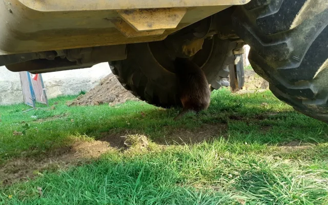 Bobrovi se zalíbilo pod bagrem, foto: MP Domažlice