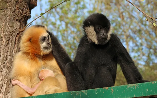 Zoo věří, že prolomí smůlu s odchovem gibbona bělolícího, předchozí mládě uhynulo