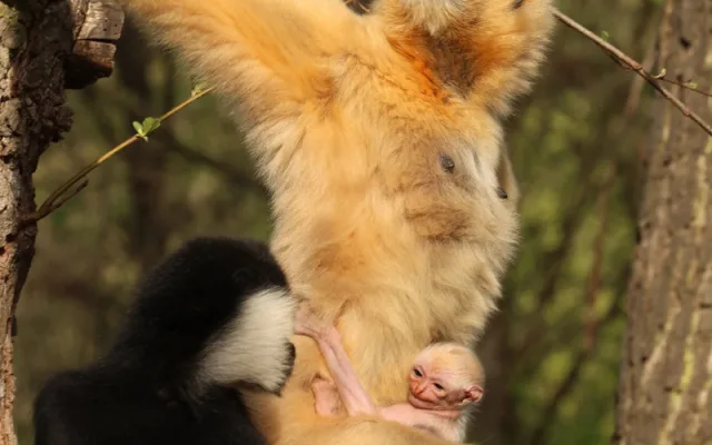 Zoo věří, že prolomí smůlu s odchovem gibbona bělolícího, předchozí mládě uhynulo