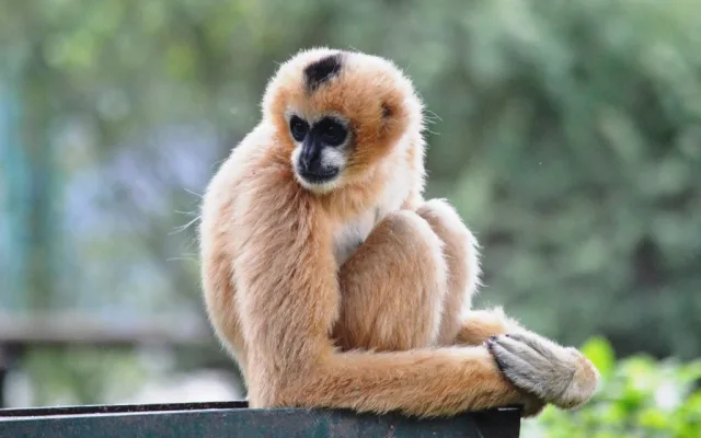 Zoo věří, že prolomí smůlu s odchovem gibona bělolícího, předchozí mládě uhynulo