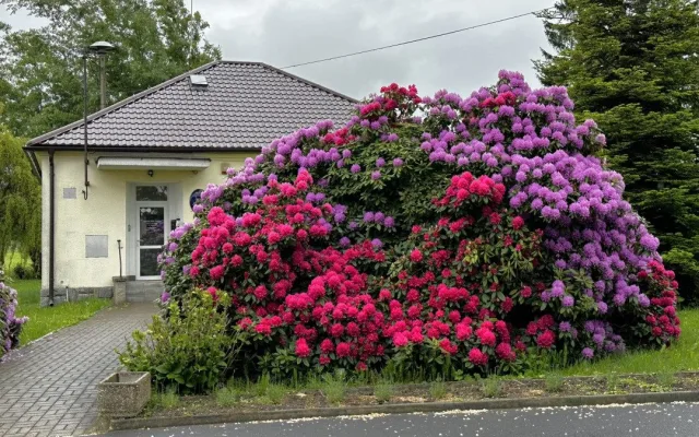 VIDEO: Slavné rododendrony v Jarově už kvetou a opět hýří barvami