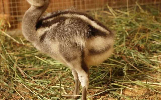 Poprvé ve v plzeňské zoo vylíhlo mládě nandu Darwinova, společnost mu dělá české kuře
