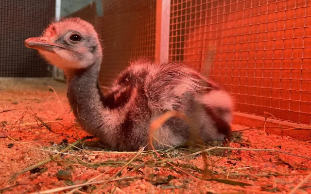 Poprvé ve v plzeňské zoo vylíhlo mládě nandu Darwinova, společnost mu dělá české kuře