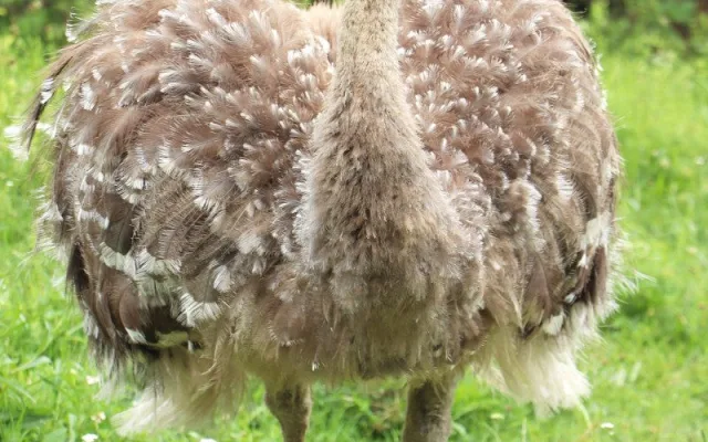 Poprvé ve v plzeňské zoo vylíhlo mládě nandu Darwinova, společnost mu dělá české kuře