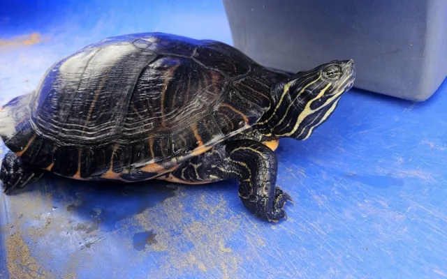 Rybář vytáhl na prutu z přehrady pořádně vzteklou želvu nádhernou o délce 35 cm