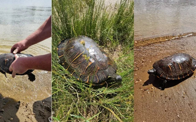 Rybář vytáhl na prutu z přehrady pořádně vzteklou želvu nádhernou o délce 35 cm