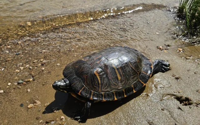 Rybář vytáhl na prutu z přehrady pořádně vzteklou želvu nádhernou o délce 35 cm