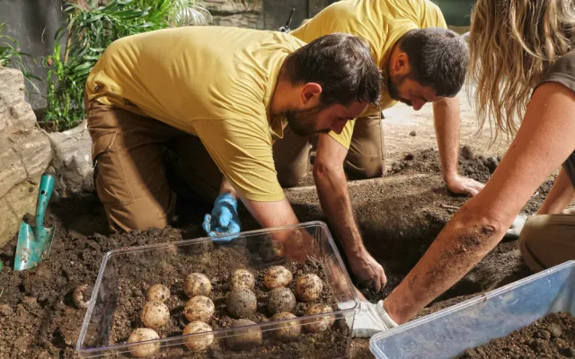 Mláďat želv obrovských v Plzni nakonec nedočkali, všechny snůšky vajec byly neoplodněné