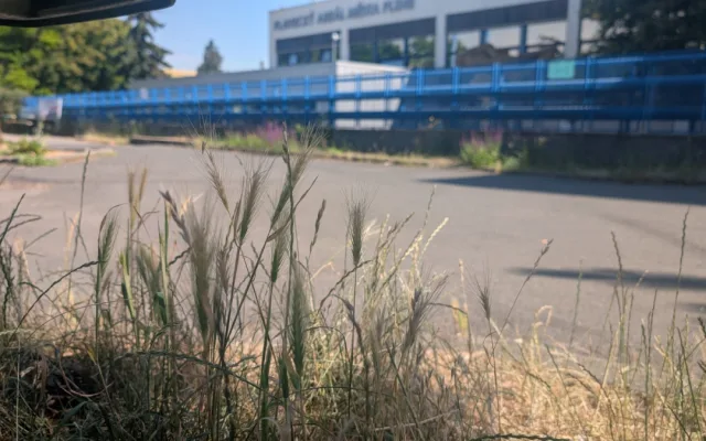 Trávníky ve města zaplavuje ječmen myší, psům může způsobit vážné problémy