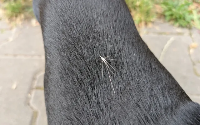 Trávníky ve města zaplavuje ječmen myší, psům může způsobit vážné problémy