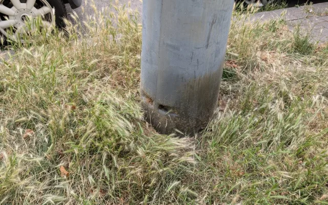 Trávníky ve města zaplavuje ječmen myší, psům může způsobit vážné problémy