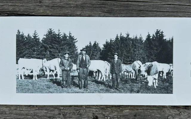 Vypravte se na obří vysokohorskou pastvinu těsně za česko-německou hranici v Bavorském lese