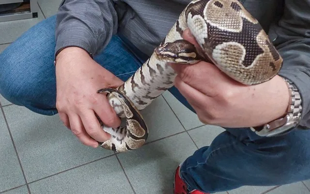 Kolem krku nosil krajtu a její hlavu si strkal i do pusy, muž skončil ve vazbě