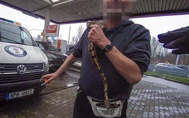 Kolem krku nosil krajtu a její hlavu si strkal i do pusy, muž skončil ve vazbě
