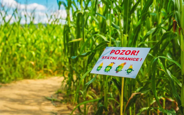 Unikátní bludiště v kukuřici má bezmála dva kilometry chodeb a ukrývá řadu hádanek