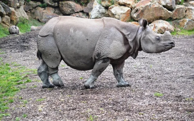 Čekáme mládě nosorožce indického, pochlubila se plzeňská zoo