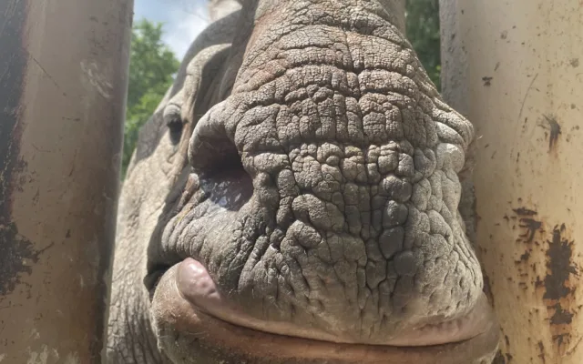 Čekáme mládě nosorožce indického, pochlubila se plzeňská zoo