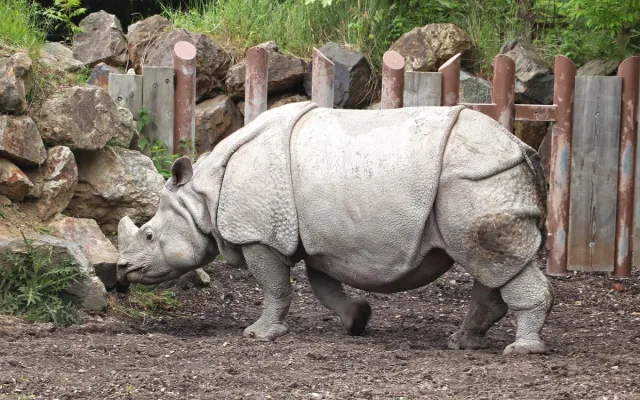 Čekáme mládě nosorožce indického, pochlubila se plzeňská zoo