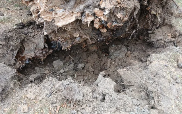 Odborníci už vědí, proč spadla statná lípa v parku přímo na klášterní zeď