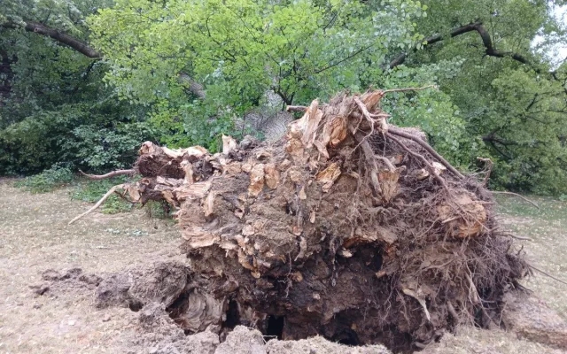 Odborníci už vědí, proč spadla statná lípa v parku přímo na klášterní zeď