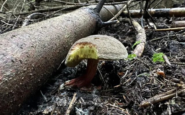 Houby na Plzeňsku zatím téměř nerostou. Do lesa se teď příliš nevyplatí chodit