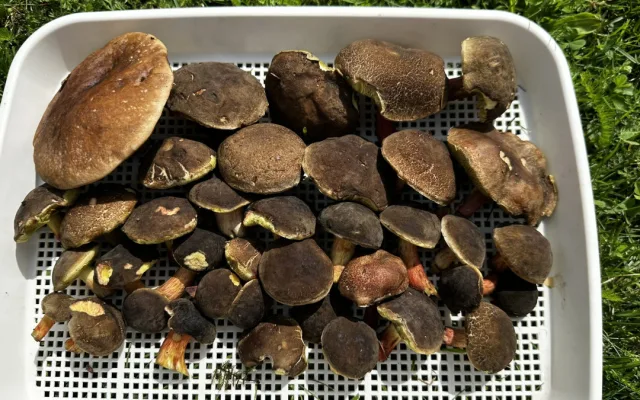 Houby na Plzeňsku zatím téměř nerostou. Do lesa se teď příliš nevyplatí chodit